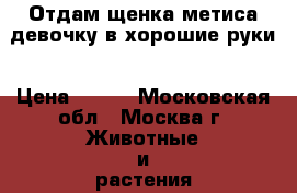 Отдам щенка метиса девочку в хорошие руки › Цена ­ 100 - Московская обл., Москва г. Животные и растения » Собаки   